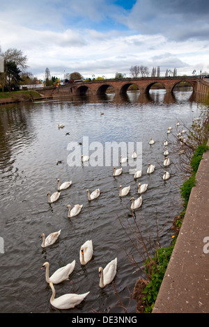Cigni sul fiume Severn sotto il ponte della città di Worcester, England, Regno Unito Foto Stock
