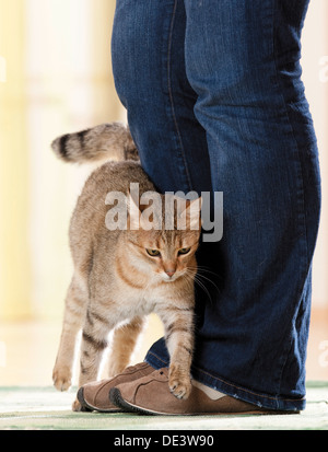 Il gatto domestico sfregamento contro i suoi proprietari gambe Foto Stock