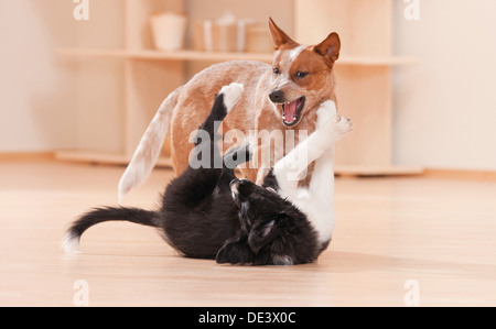 Border Collie Miniature pinscher due cuccioli giocando room Foto Stock