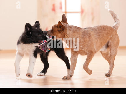 Border Collie Miniature pinscher due cuccioli giocando camera corda colorati Foto Stock