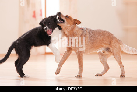 Border Collie Miniature pinscher due cuccioli giocando room Foto Stock