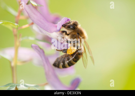 Il miele europeo Bee, Western miele delle api (Apis mellifera, Apis mellifica). Lavoratore a un fiore Hollowroot Foto Stock