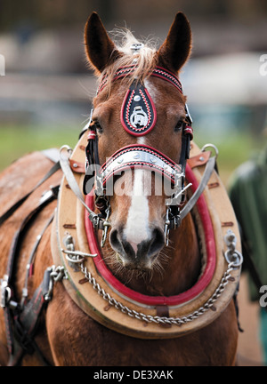 A sud il tedesco Coldblood Equus caballus ferus ritratto harnass collare Foto Stock