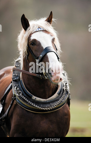 A sud il tedesco Coldblood Equus caballus ferus ritratto harnass collare Foto Stock