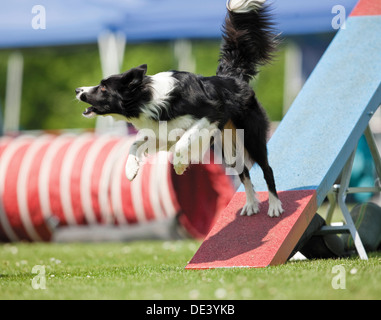 Border Collie lo smontaggio vedere-sega Agility corso mentre barking Foto Stock