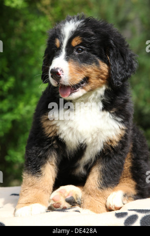 Bovaro del Bernese cucciolo seduta Foto Stock