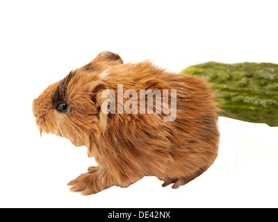 Baby cavia con il cetriolo Foto Stock