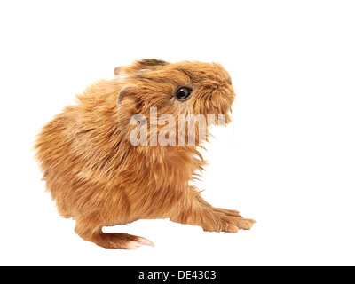 Baby cavia con il cetriolo Foto Stock