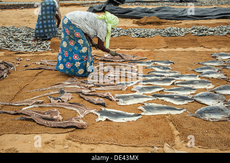 Le donne mettendo il pesce ad essiccare al sole sulla spiaggia a Negombo Foto Stock