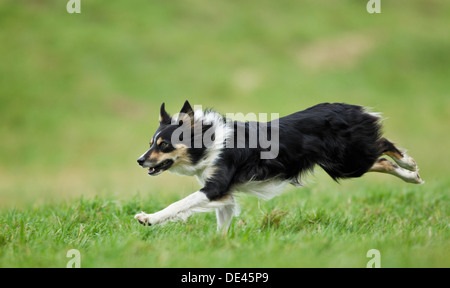 Border Collie imbrancandosi ovini Foto Stock