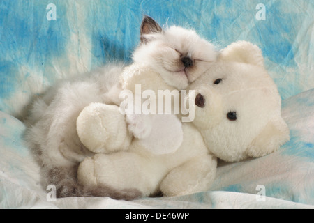 Gatto sacro Birmania gattino dormendo mentre huggling fino orsacchiotto Foto Stock