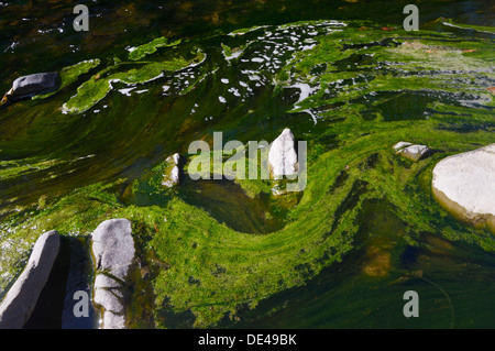 Fioritura algale in acqua dolce ecosistema del fiume, una risposta alle maggiori livelli di nutrienti in primavera, Fiume Wyre, Llanrhystud, Wales, Regno Unito Foto Stock
