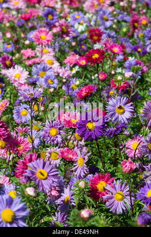 Rosso, viola, porpora, lilla e rosa fiori aster strettamente piantato en messa nella soleggiata boarder Foto Stock