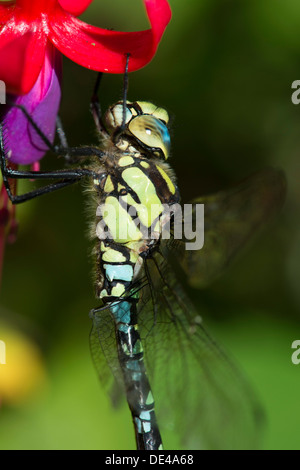 Una chiusura di un Imperatore libellula, Anax imperator, su un fuchsia Foto Stock