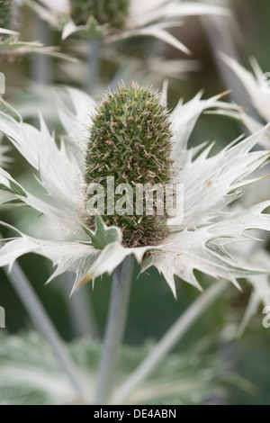 Chiusura del fiore di mare holly, Eryngium maritimum Foto Stock