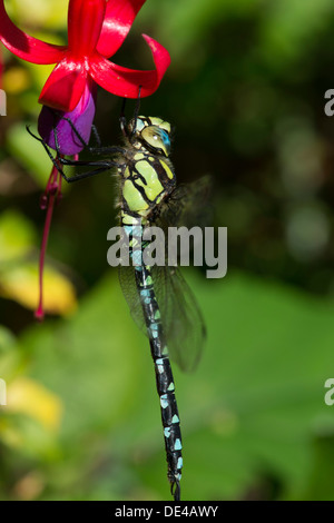 Una chiusura di un Imperatore libellula, Anax imperator, su un fuchsia Foto Stock