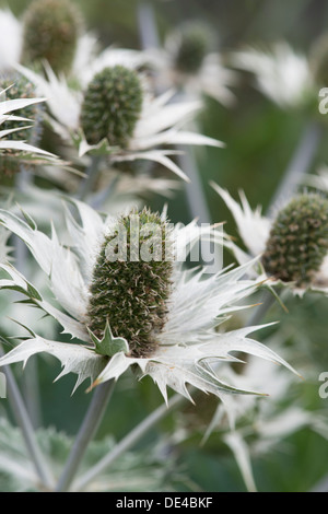 Chiusura del fiore di mare holly, Eryngium maritimum Foto Stock