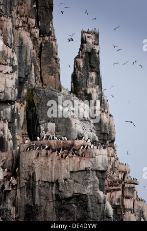 Brunnich's Guillemot (Uria lomvia) su Alkefjellet le scogliere degli uccelli, isola Spitsbergen, Svalbard, Norvegia Foto Stock