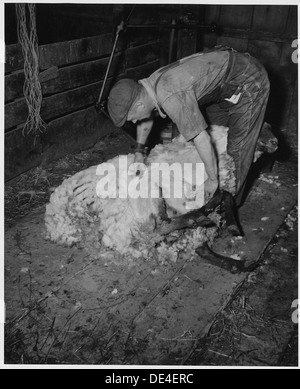 Shelby County, Iowa. Fare riferimento a negativo n. 44265 per didascalia generale. Descrizione dettagliata, diversi . . . 522467 Foto Stock