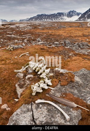 Ossa di tricheco, Smeerenburg, isola Spitsbergen, Svalbard, Norvegia Foto Stock