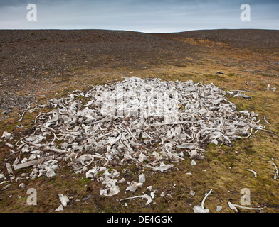 Beluga ossa di balena, Ahlstrandodden, Spitsbergen, Norvegia Foto Stock