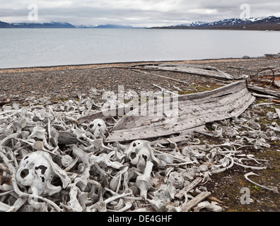 Beluga ossa di balena, Ahlstrandodden, Spitsbergen, Norvegia Foto Stock