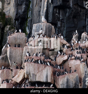 Brunnich's Guillemot (Uria lomvia) su Alkefjellet le scogliere degli uccelli, isola Spitsbergen, Svalbard, Norvegia Foto Stock