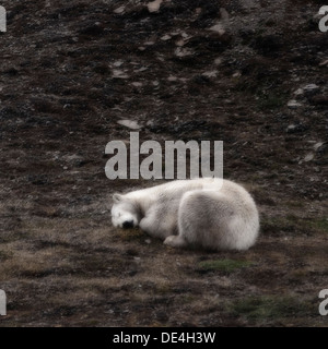 Orso polare dormendo, isola Spitsbergen, Svalbard, Norvegia Foto Stock