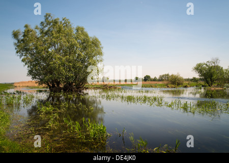 Stolpe, Germania, vista sul fiume Oder in basso Oder Valley National Park Foto Stock
