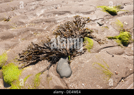 Shore inferiore alghe kelp alghe dentato o seghettato wrack trovati in Oceano Atlantico domina la spiaggia rocciosa di rocce e ha holdfast Foto Stock