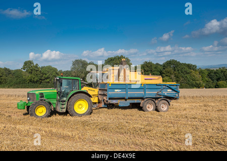 Macchina mietitrebbiatrice versando la granella raccolta nel rimorchio trainato da un trattore nel campo sulla riva del fiume Severn, Gloucestershire, UK Foto Stock