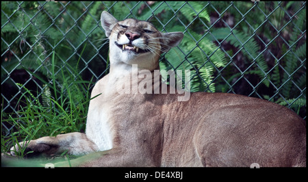 Sorridente Florida panther a Silver Springs, FL - Giugno 2010 Foto Stock