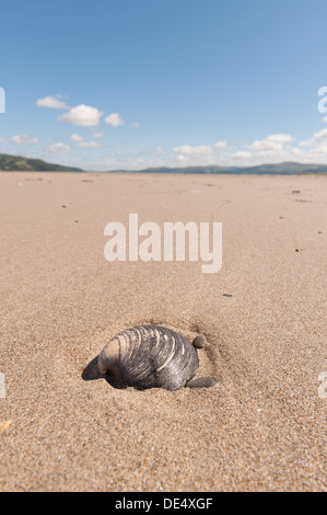 Unico guscio dei bivalvi lavato fino in sabbia a Dyfi Riserva Naturale Nazionale con laminazione Cambrian montagne sullo sfondo Foto Stock