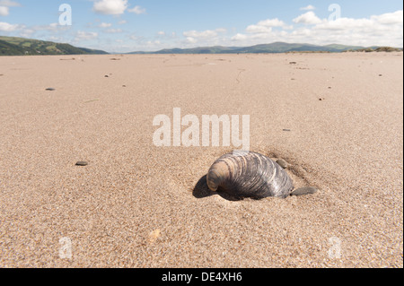 Unico guscio dei bivalvi lavato fino in sabbia a Dyfi Riserva Naturale Nazionale con laminazione Cambrian montagne sullo sfondo Foto Stock