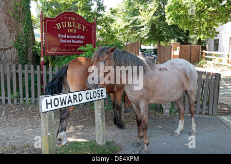 Una coppia di New Forest pony bighellonare nel centro del villaggio di Burley, New Forest, Hampshire, Regno Unito. Foto Stock