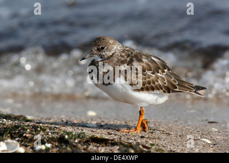 Voltapietre (Arenaria interpres), foraggio per cibo, Est Isole Frisone, Frisia orientale, Bassa Sassonia, Germania Foto Stock