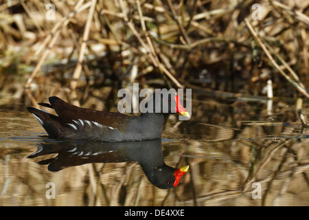 (Moorhen Gallinula chloropus) nuoto, con riflessione in acqua, Est Isole Frisone, Frisia orientale, Bassa Sassonia, Germania Foto Stock