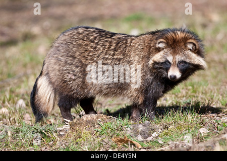 Cane procione (Nyctereutes procyonoides), Hesse Foto Stock