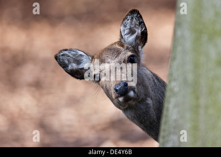 Sika cervo (Cervus nippon), guardando da dietro un albero, Hesse Foto Stock