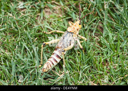 Phymateus Grasshopper (Phymateus morbillosus) in erba, Namibia Foto Stock