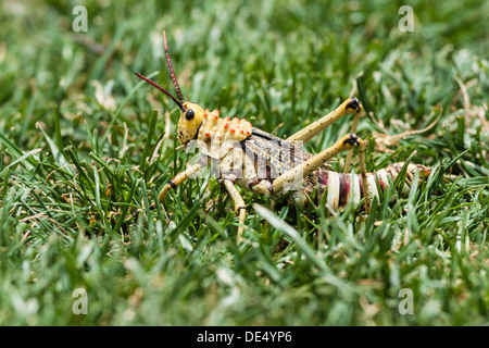 Phymateus Grasshopper (Phymateus morbillosus) in erba, Namibia Foto Stock