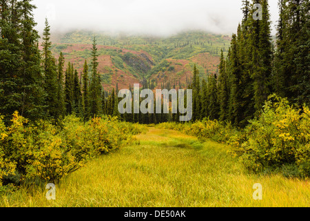 Un flusso paludose attraverso abeti contrastante con la caduta di colori alpina lungo l'autostrada di Denali in Alaska centromeridionale. Foto Stock