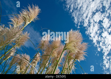 Pampa erba (Cortaderia selloana) contro un cielo blu con nuvole, Auckland, Nuova Zelanda Foto Stock