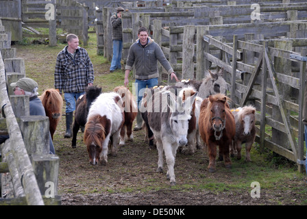 New Forest Pony Vendita, Beaulieu Road,Lyndhurst, Hampshire.Alcuni dei più piccoli e cavalli in miniatura essendo herded nell'anello Foto Stock