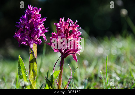 Gocce di rugiada su viola orchidee selvatiche a mattina sull'isola Oland in Svezia. Foto Stock