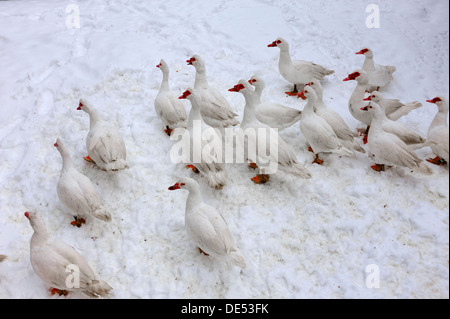 Barberia anatre domestiche, forma di anatra muta (Cairina moschata) nella neve in una fattoria Eckenhaid, Eckental, Media Franconia Foto Stock