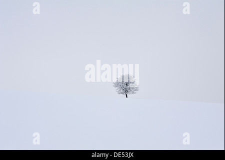 Solitario albero da frutta nel paesaggio innevato, Ruesselbach, Alta Franconia, Baviera, Germania Foto Stock