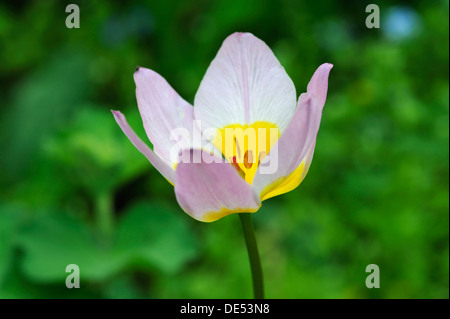 Cretan tulip (Tulipa saxatilis), fiore, Eckental, Media Franconia, Baviera, Germania Foto Stock