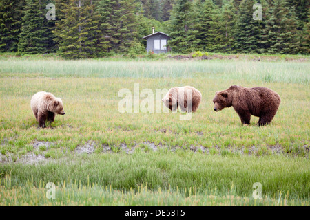 La famiglia (madre con i cuccioli di Grizzly orsi bruni - Ursus arctos -, il Parco Nazionale del Lago Clark, Alaska, U.S.A. Foto Stock