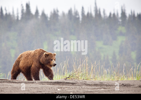 Grizzly maschio orso bruno - Ursus arctos -, il Parco Nazionale del Lago Clark, Alaska, U.S.A. Foto Stock